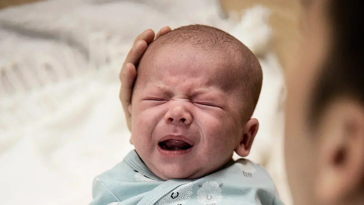 schreiendes baby bigaia